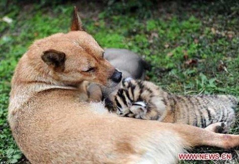 Một con chó mẹ ở vườn thú Hàng Châu, Trung Quốc coi hổ con bị bỏ rơi như con, hàng ngày cho tiểu hổ bú sữa, còn chú hổ con cũng tỏ ra rất hòa đồng với các bạn cún con trong gia đình nhà chó.